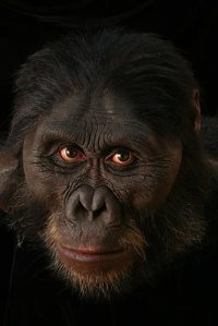 Australopithecus-afarensis-1