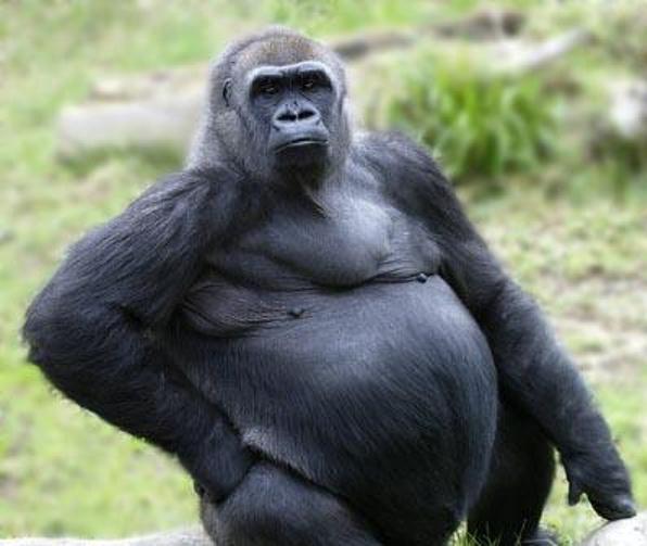 fat-gorilla 2